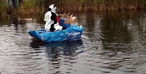 Kuh im Teich mit selbstgebastelten Boot aus Pappe
