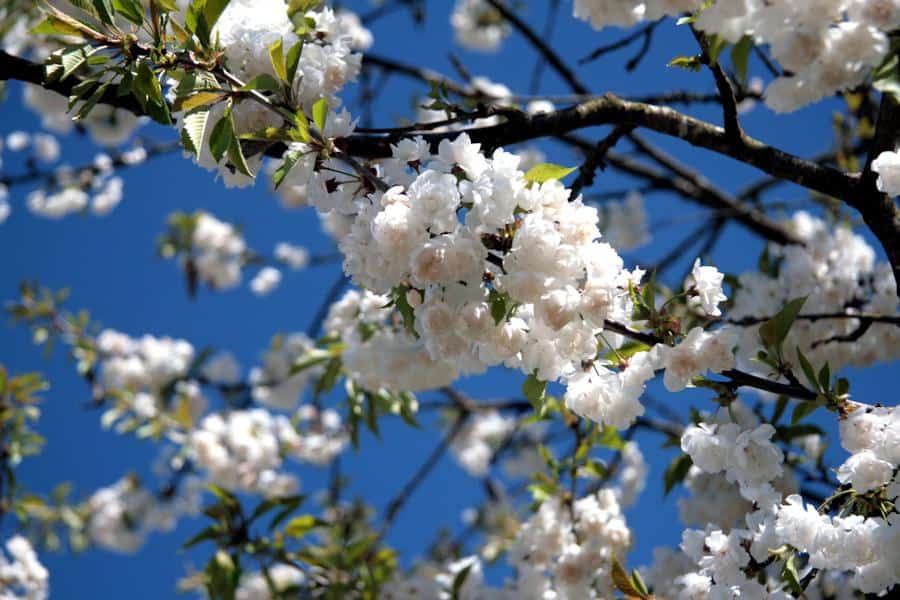 Blüten