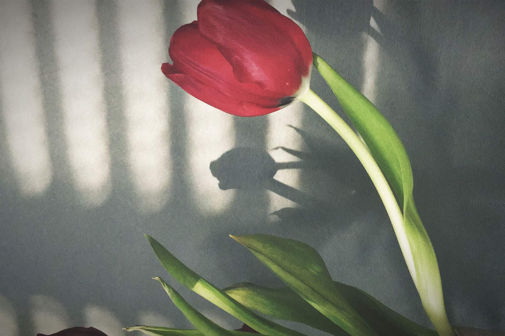 Tulpe auf Betonwand mit Licht