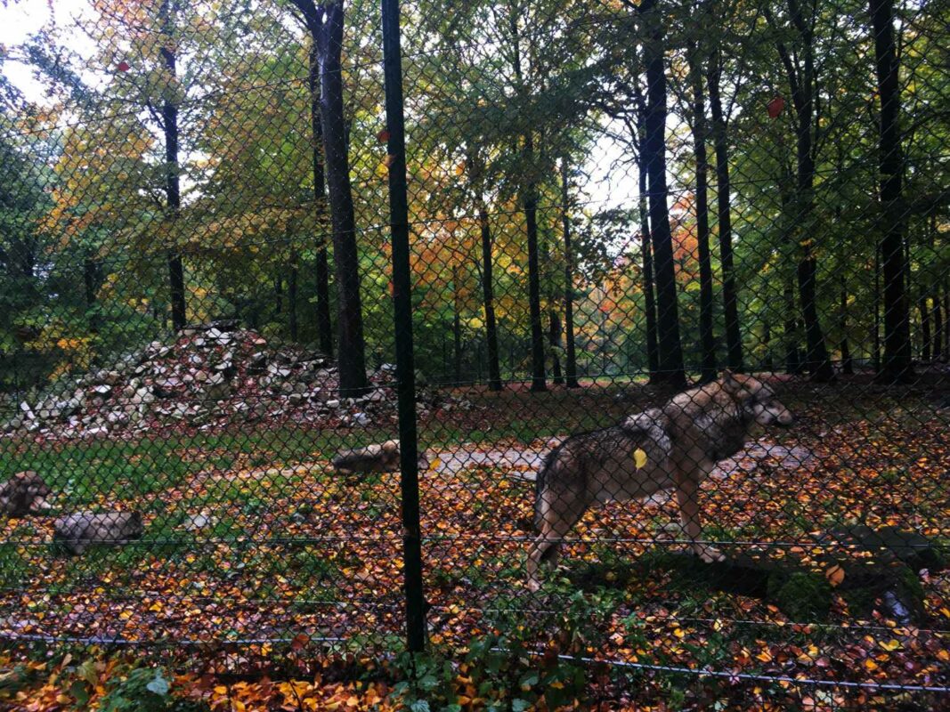 Wolf im Wildfreigehege Wildenburg