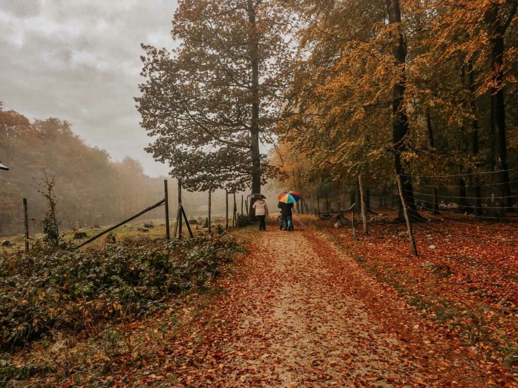 Spaziergang im Tierpark